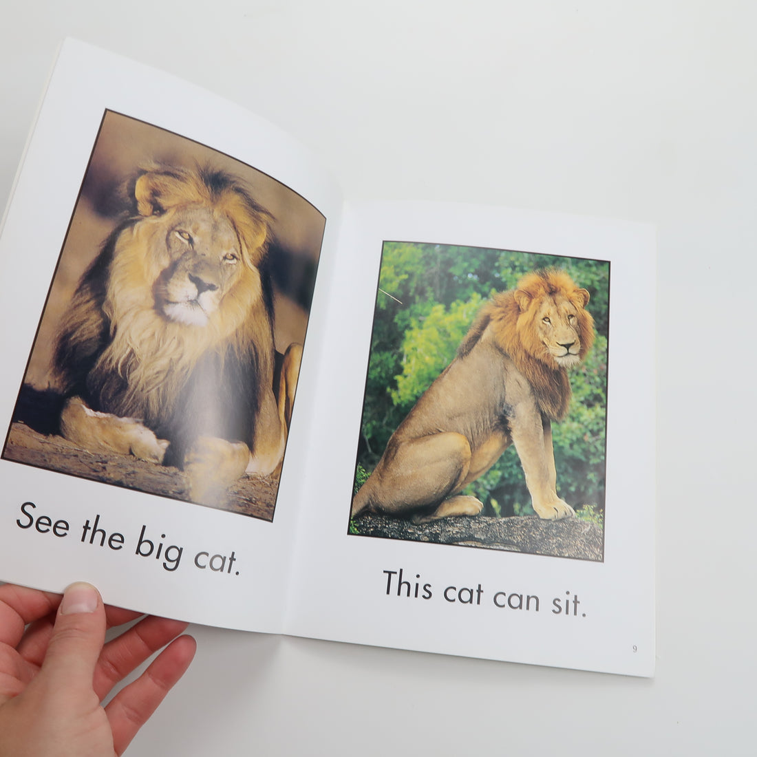 Big Cats - Book