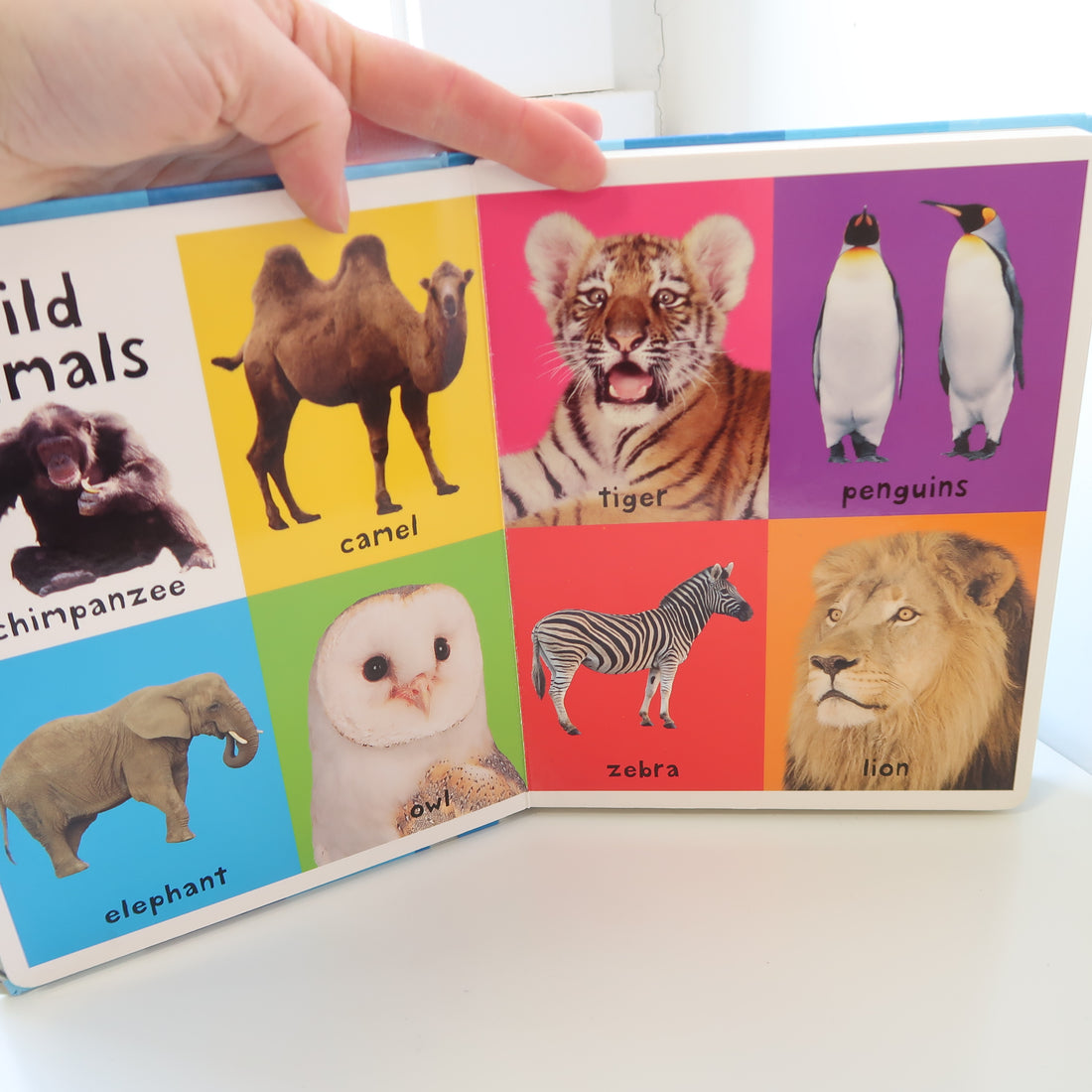 First 100 Animals - Board Book